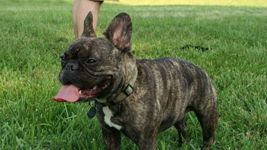 Fransk bulldogg
