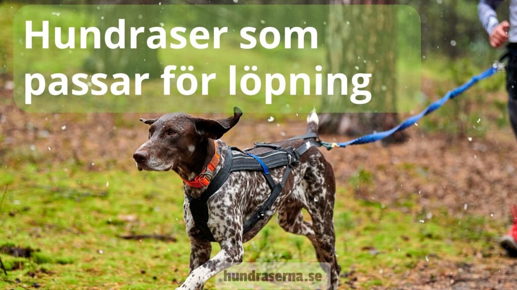 Hund som springer i skogen